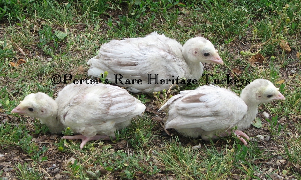 Chocolate Slate Poults