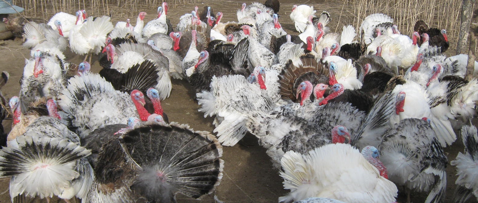 Porter's Rare Heritage Turkeys